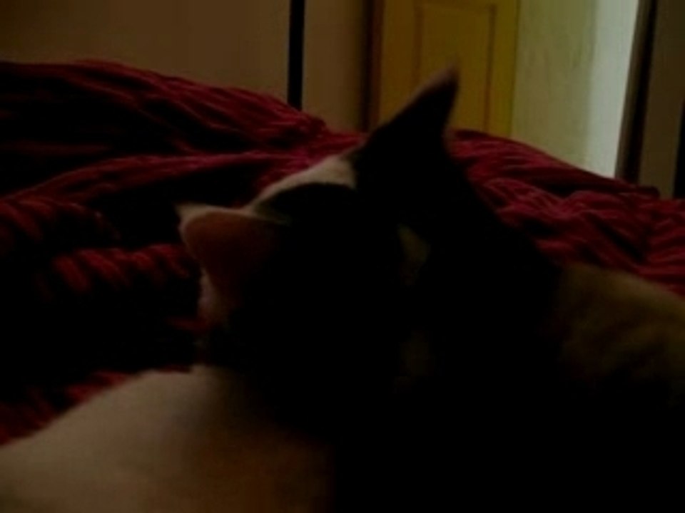 Chats