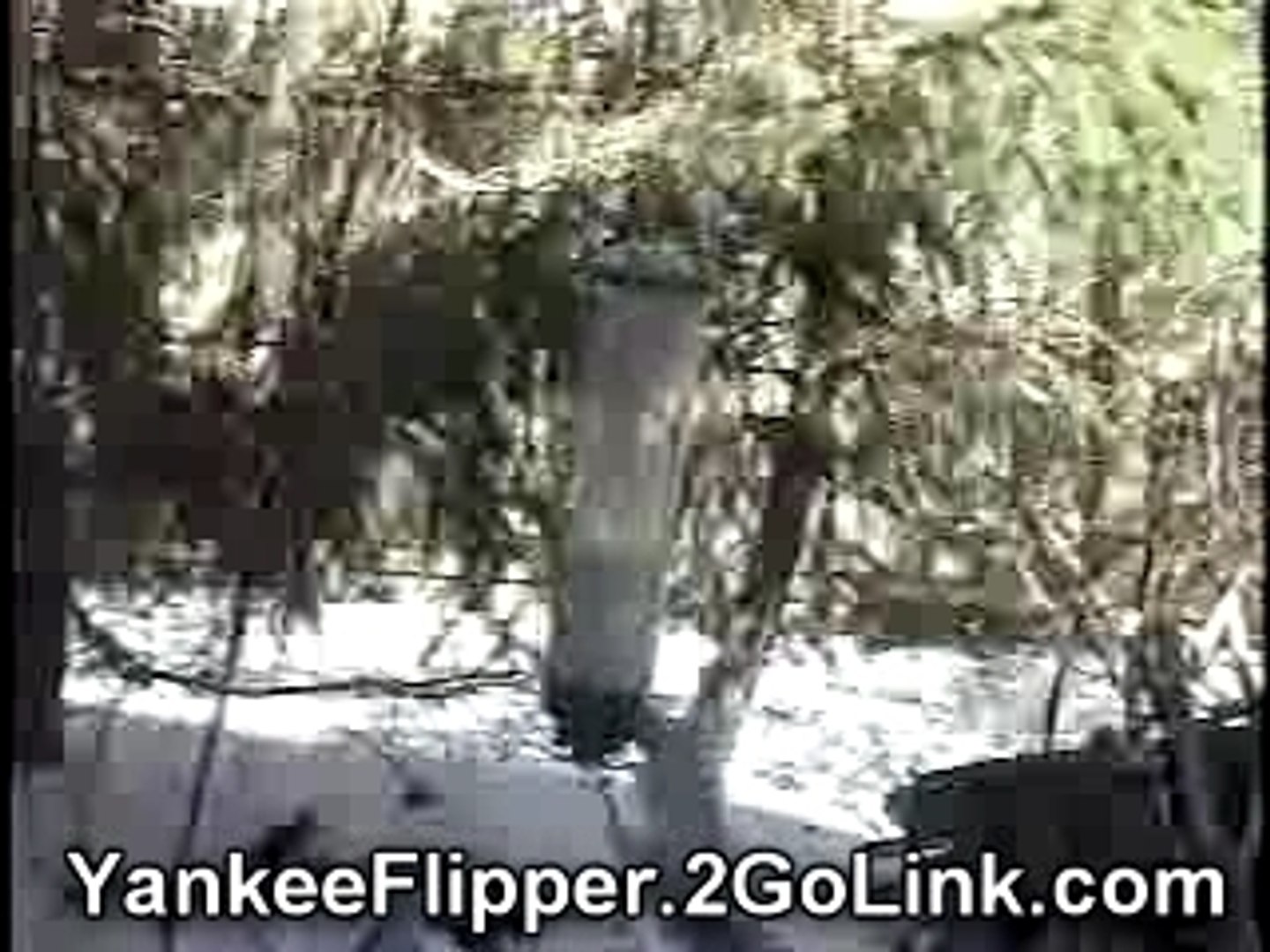Music Video Yankee Flipper Bird Feeder Video Dailymotion