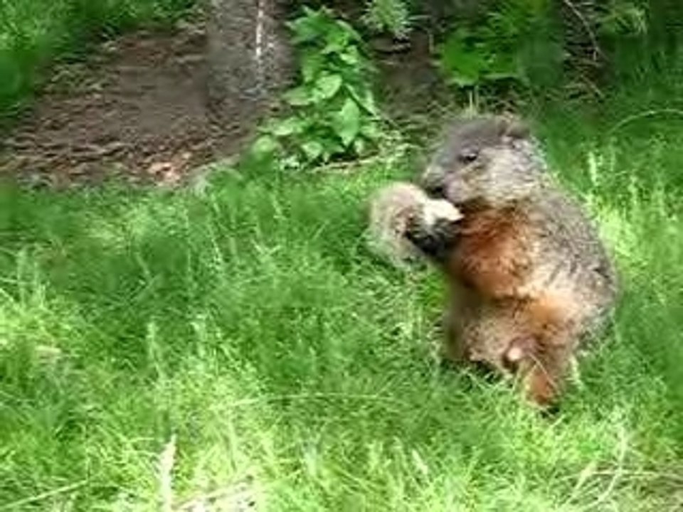 Marmotte de l'île ste-Hélene (Quebec)