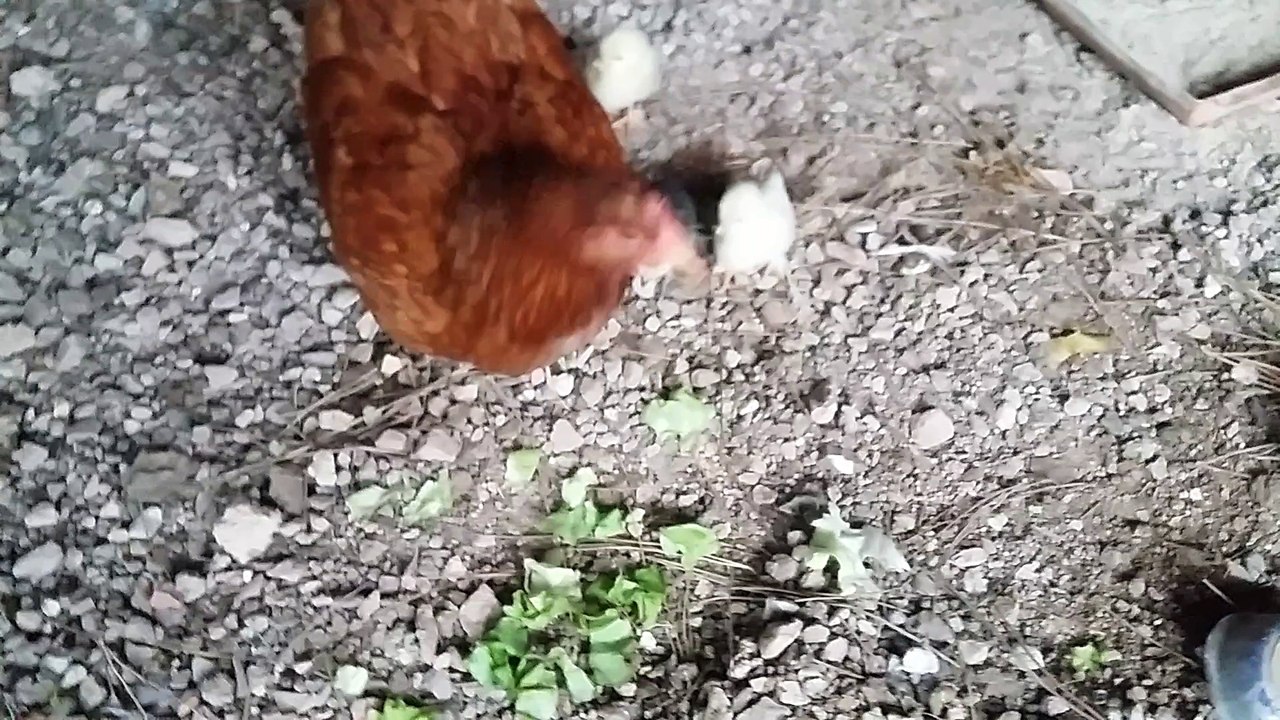 poule poussins