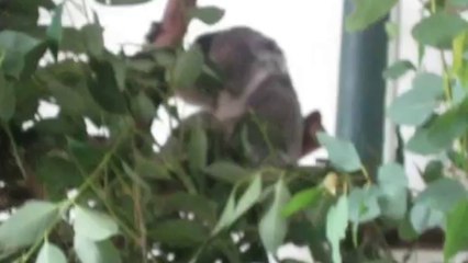 Buzz : que fait ce koala avec sa main ?