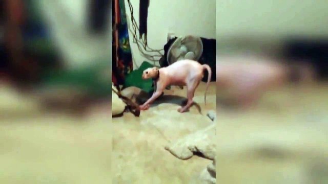 Приколы 2015. Ржач. Очень Очень смешной кот). Funny. Rzhach. Very very funny cat)