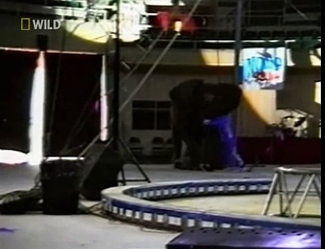 Трагедия в цирке! Слон напал на человека!