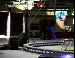 Трагедия в цирке! Слон напал на человека!