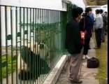 Панда напала на человека