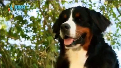 Löwenzähnchen 20 Keks und die Wasserburg