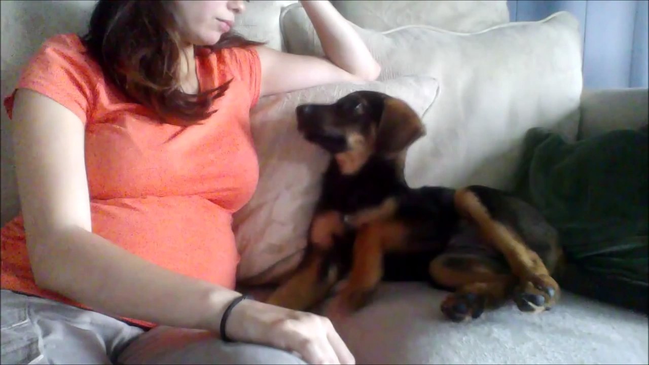 Puppy Approved