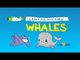 Let's Learn About Whales with Zaky (with Arabic Text)