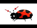 Learn Arabic with Zaky - Insects (Islamic cartoon)