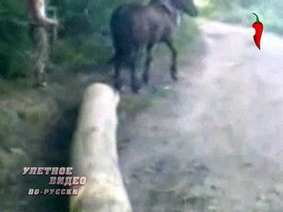 Живодер получил по лицу от лошади