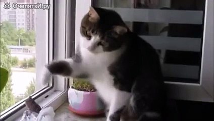 Рыбка в пакетике