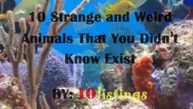 10 Strange and Weird Animals That You Didn’t Know Exist