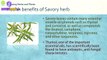 Savory Amazing herb - Health Benefits of Savory herb - Benefits of Wellness