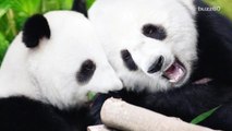 Panda Hugger is the job you never knew you wanted