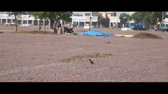 Bird is Eating Seeds by Doing Hard Work