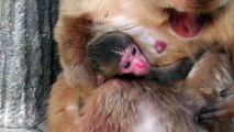 Baby Monkey 1day old. ニホンザルの赤ちゃん生後１日目（釧路動物園）②