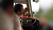 Mono aprovecha el descuido del chófer... ¡y le roba la comida!