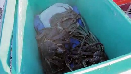 How to catch crab in the winter, crab trap (Funny Videos 720p)