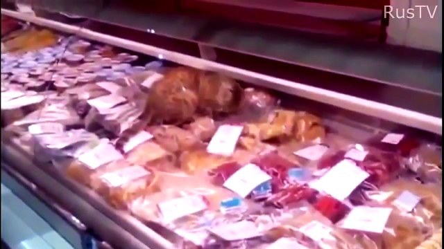 Такое возможно только в России