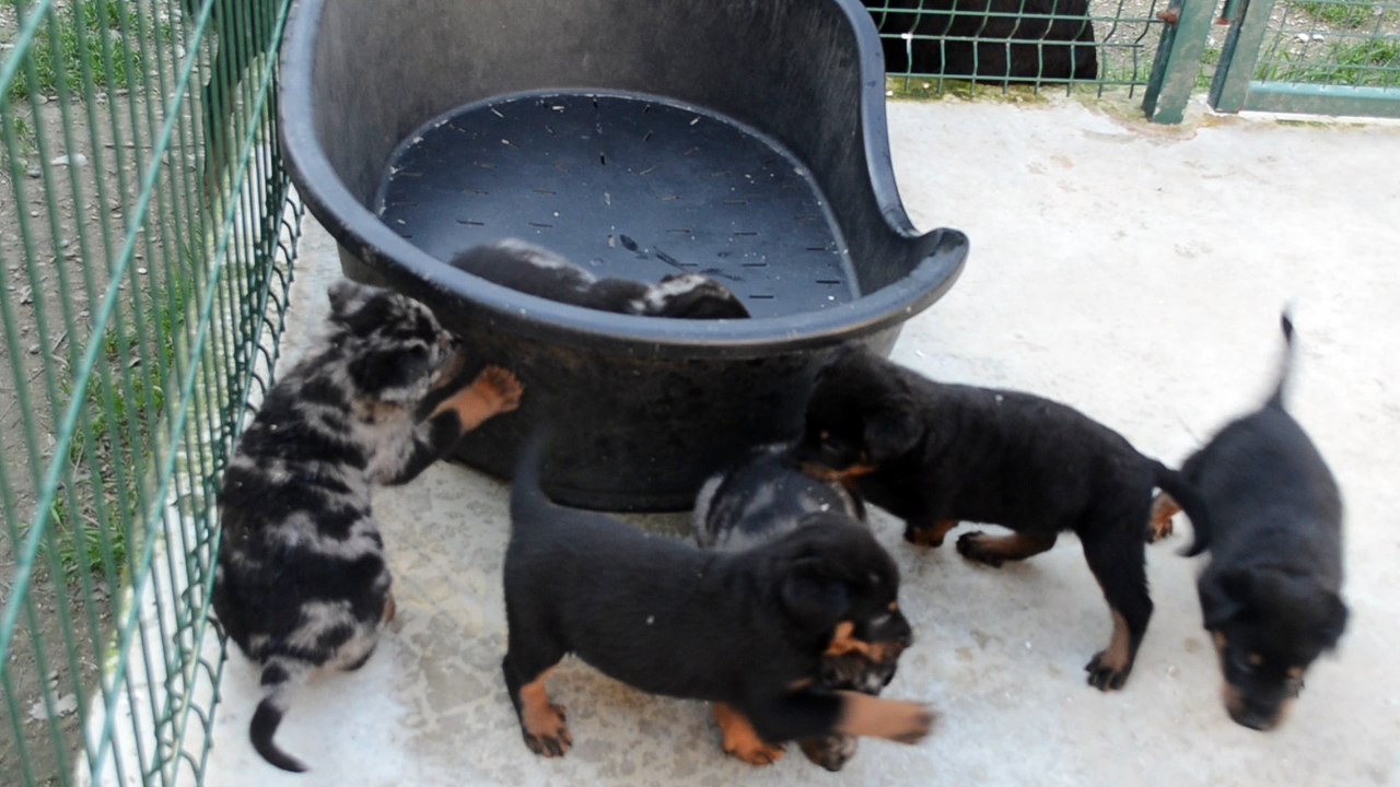 Authentiques chiots Beauceron - Berger de Beauce rustique costaud type ancien gros gabarit LOF Arlequin/NF