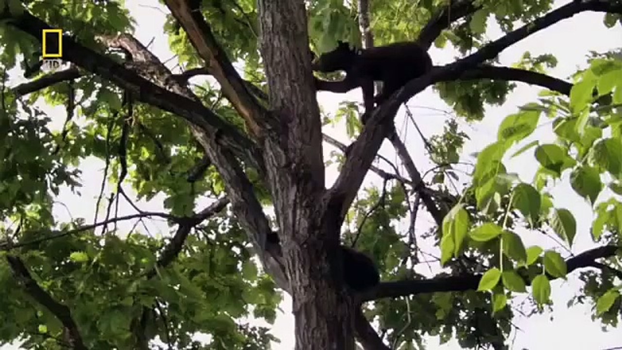 اغرب وثائقي الغابة السرية والغموض الغير المتوقع ناشيونال جيوغرافيك HD national geographic اعادة