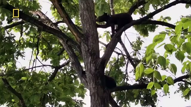 اغرب وثائقي الغابة السرية والغموض الغير المتوقع ناشيونال جيوغرافيك HD national geographic اعادة