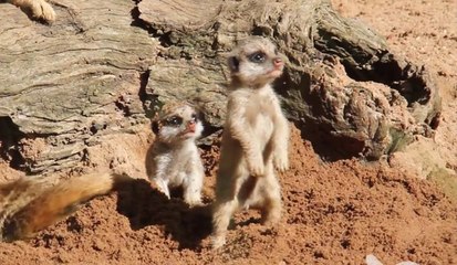 The first steps of 2 baby meerkats