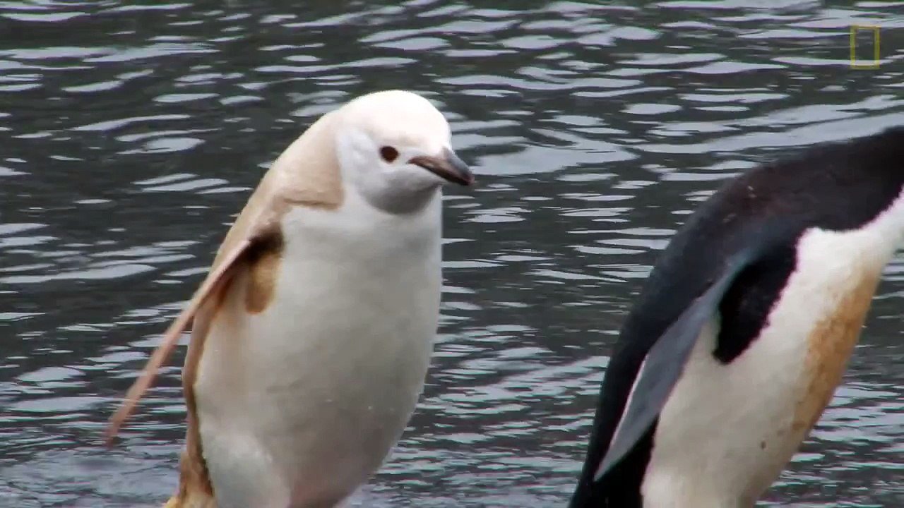 Scientists Just Discovered This Rare Blonde Penguin In Antarctica, And It’s Totally Awesome.