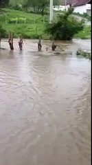 River floods
