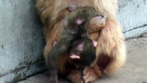 Baby monkey 1day old.　ニホンザルの赤ちゃん生後1日目（釧路動物園2015）④