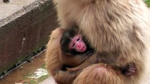 Baby monkey 1day old.　ニホンザルの赤ちゃん生後1日目（釧路動物園2015）⑥