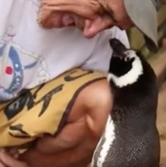 A penguin is a friend of the man who saved him and will melt the heart