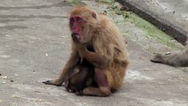 Baby monkey 21days old on 7/18/2015 at Kushiro zoo No.1.