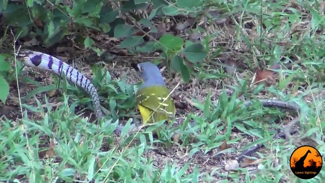 Bird vs Snake - Latest Sightings Elephants - Latest Wildlife Sightings