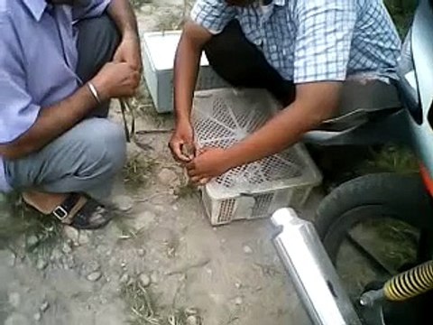 exercises racing homer pigeon 20km