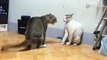 Angry Cats Fighting must watch soo funny video