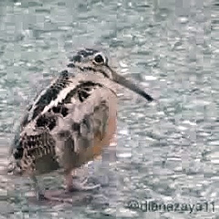 disco bird