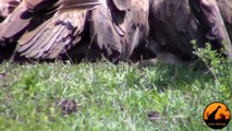 Vultures Chase Eagle off Kill, Leopard Chases Vultures, Lions Watching! - Latest Sightings