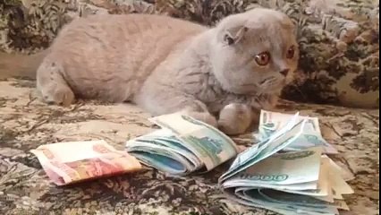 Greedy Cat Funny Cat with cash