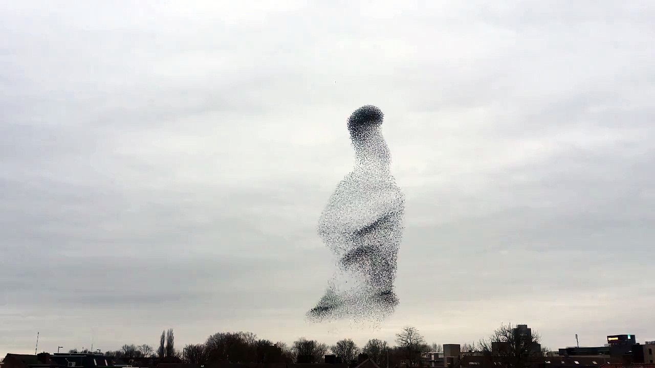 Birds Video