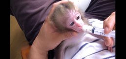 Детские обезьяна 1 день от роду. Ребенок после рождения 1 день Куширо зоопарк 2015 , и VI