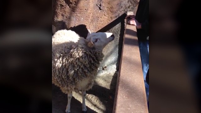 Un mouton demande de se faire gratter le dos