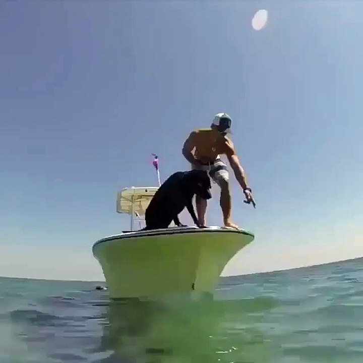 Очень крутая собака выглядит именно так!