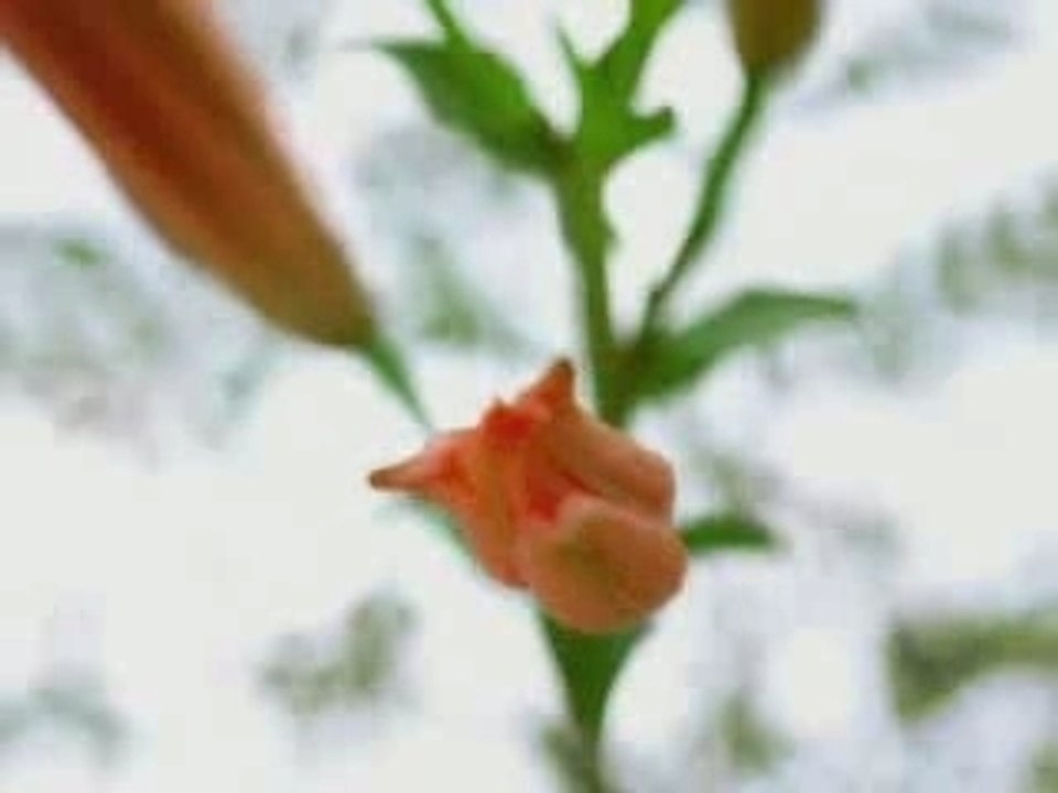 SingingFlowers