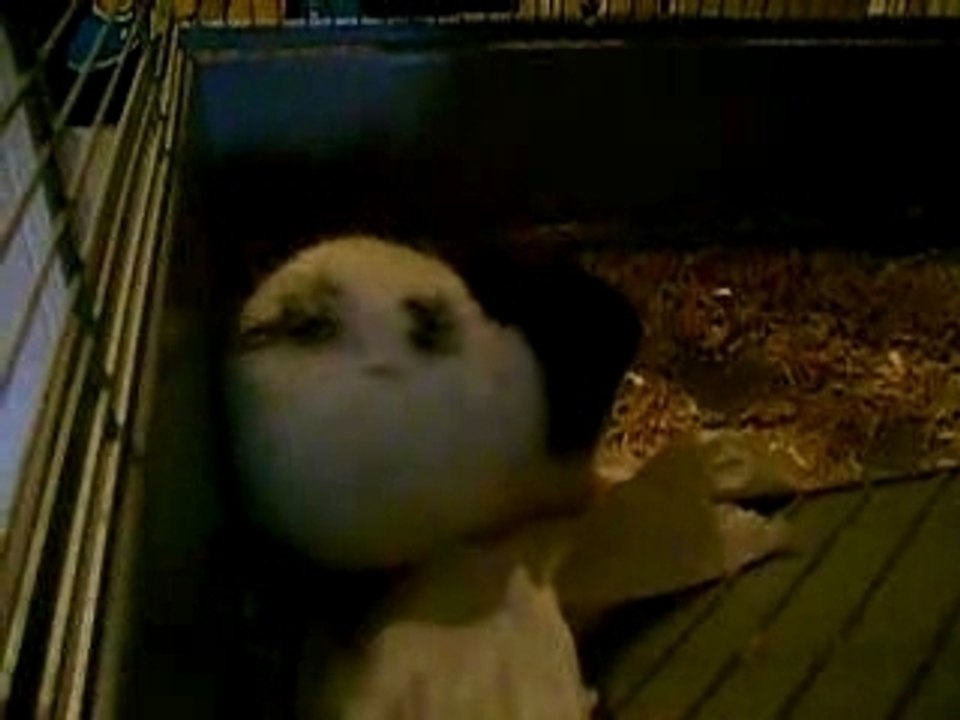 chipie