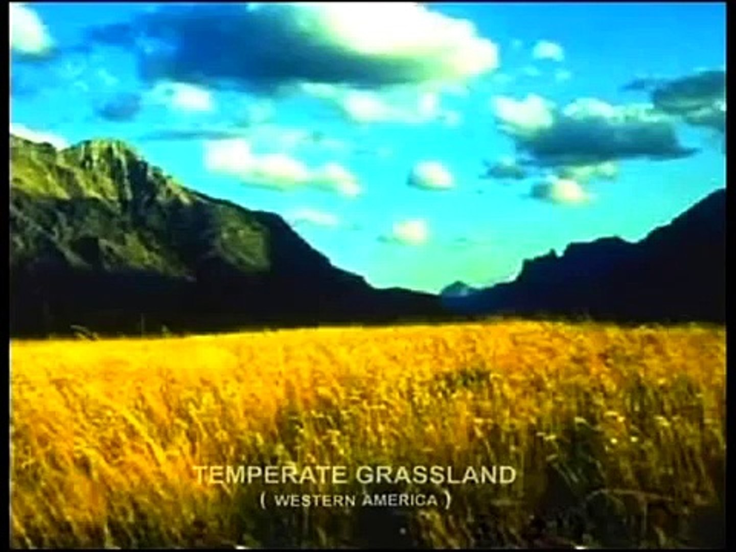 ⁣Biomes - Temprate Grassland - Part 1 Full animated cartoon movie hindi dubbed movies carto