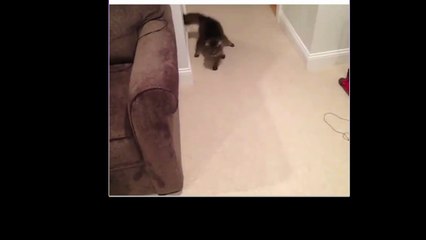 silly cat walking in sleep, watch the funny video of cat