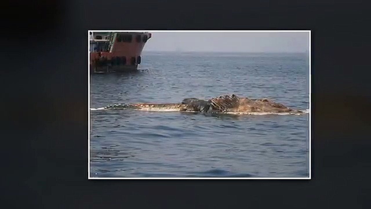 World Biggest Sea Creatures