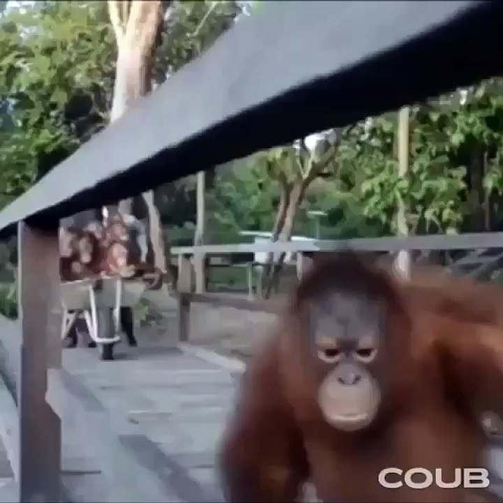 Едем едем