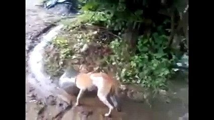 WhatsApp NonStop SuperFast Funny Videos